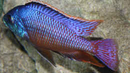 aquarium-von-florian-bandhauer-lake-malawi-cichlids_Protomelas Taeniolatus namalenje