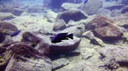 aquarium-von-florian-bandhauer-lake-malawi-cichlids_