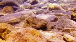 aquarium-von-florian-bandhauer-lake-malawi-cichlids_