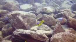 aquarium-von-florian-bandhauer-lake-malawi-cichlids_