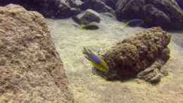 aquarium-von-florian-bandhauer-lake-malawi-cichlids_