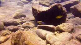 aquarium-von-florian-bandhauer-lake-malawi-cichlids_