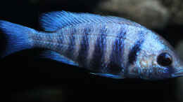 aquarium-von-florian-bandhauer-lake-malawi-cichlids_Placidochromis phenochilus tansania (Männchen)