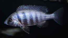 aquarium-von-florian-bandhauer-lake-malawi-cichlids_Weibchen