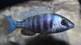 aquarium-von-florian-bandhauer-lake-malawi-cichlids_Weibchen