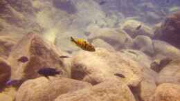 aquarium-von-florian-bandhauer-lake-malawi-cichlids_