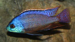 aquarium-von-florian-bandhauer-lake-malawi-cichlids_Protomelas Taeniolatus namalenje