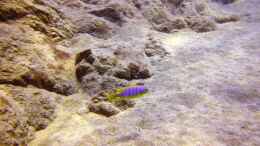 aquarium-von-florian-bandhauer-lake-malawi-cichlids_