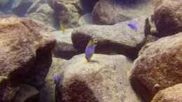 aquarium-von-florian-bandhauer-lake-malawi-cichlids_