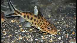 Foto mit Synodontis multipunctatus