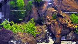 aquarium-von-niederrain-becken-29837_