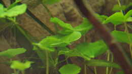 aquarium-von-herr-h--innesi-paradise_Brasilianischer Wassernabel	, Hydrocotyle leucocephala