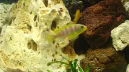 aquarium-von-florian-schweers-becken-2994_Pseudotropheus Aurora