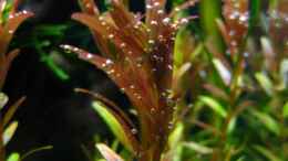 aquarium-von-nanu-nano-cube-20l_Rotala rotundifolia mit Sauerstoffblasen beim abendlichen Bl