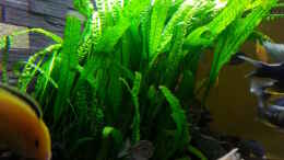 Foto mit Cryptocoryne aponogetifolia