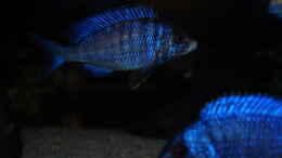 Foto mit Placidochromis phenochilus mdoka white lips