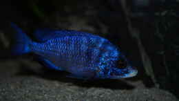 Foto mit Placidochromis phenochilus mdoka white lips