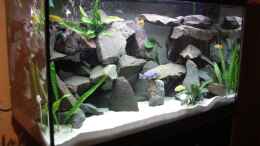 aquarium-von-tobias-kluge-becken-3005_