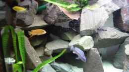 aquarium-von-tobias-kluge-becken-3005_