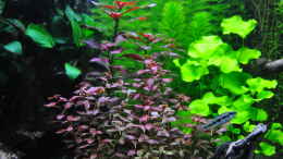 aquarium-von-michael-z--planted-world_Ludwigia Rubin