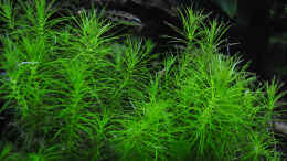 aquarium-von-michael-z--planted-world_Pogostemon erectus