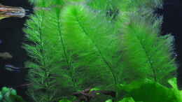 aquarium-von-michael-z--planted-world_Limnophila sessiliflora