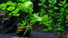 aquarium-von-michael-z--planted-world_Nymphoides aquatica