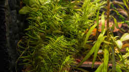 aquarium-von-rasrol-cube-125l_Rotala sp. Nanjenshan