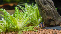 aquarium-von-rasrol-cube-125l_Kleiner Wasserstern - Pogostemon helferi und Dornauge