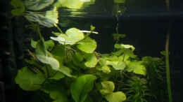 aquarium-von-rasrol-cube-125l_Hydrocotyle leucocephala