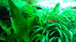 aquarium-von-cafesoleil-becken-30116_