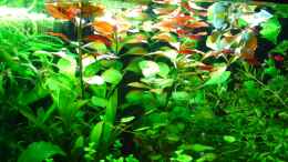 aquarium-von-cafesoleil-becken-30116_