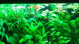 aquarium-von-cafesoleil-becken-30116_