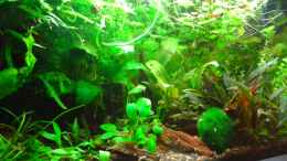 aquarium-von-cafesoleil-becken-30116_update 4.10.14