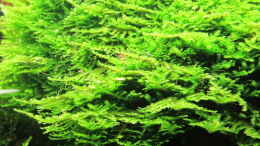 aquarium-von-sarah-quellen-batmund-aufgeloest_Java Moss so weit das Becken reicht