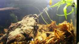 aquarium-von-lomarraco-chao-phraya_Cryptocoryne albida