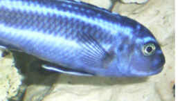 Foto mit Melanochromis Maingano