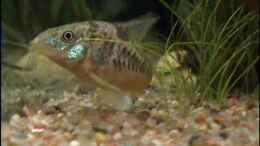 aquarium-von-thomas-hilsberg-becken-3025_Ein Agent