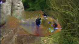 aquarium-von-thomas-hilsberg-becken-3025_Emma