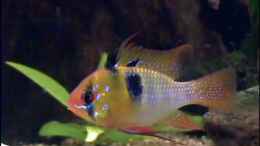 aquarium-von-thomas-hilsberg-becken-3025_Fridolin