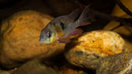 Foto mit Mikrogeophagus altispinosus