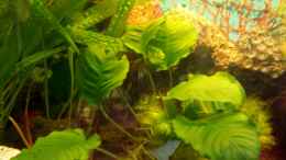 aquarium-von-mamo2000-barsch-fadenfisch_Anubias links