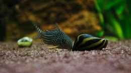 Foto mit corydoras sterbai beim Spielen mit einer Rennschnecke