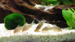 Foto mit Corydoras sterbai