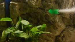 aquarium-von-malawi-freunde-becken-30372--wird-aufgeloest-_Anubia nana