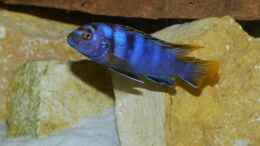 Foto mit Labidochromis sp. mbamba