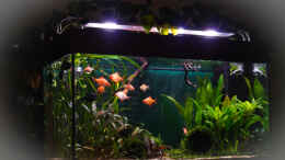 aquarium-von-djoser-sumatra-ask-for-party-nur-noch-beispiel_sa4p