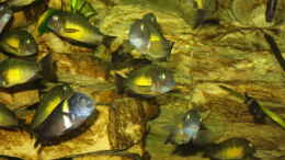 aquarium-von-marcus-wesche-becken-3039_