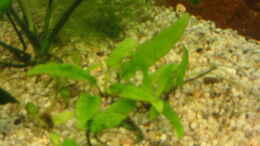 aquarium-von-sandra-baeumgen-becken-3042_Cryptocoryne walkeri