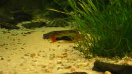 aquarium-von-sandra-baeumgen-becken-3042_Platy